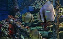Siam Ocean World Bangkok_3274.JPG